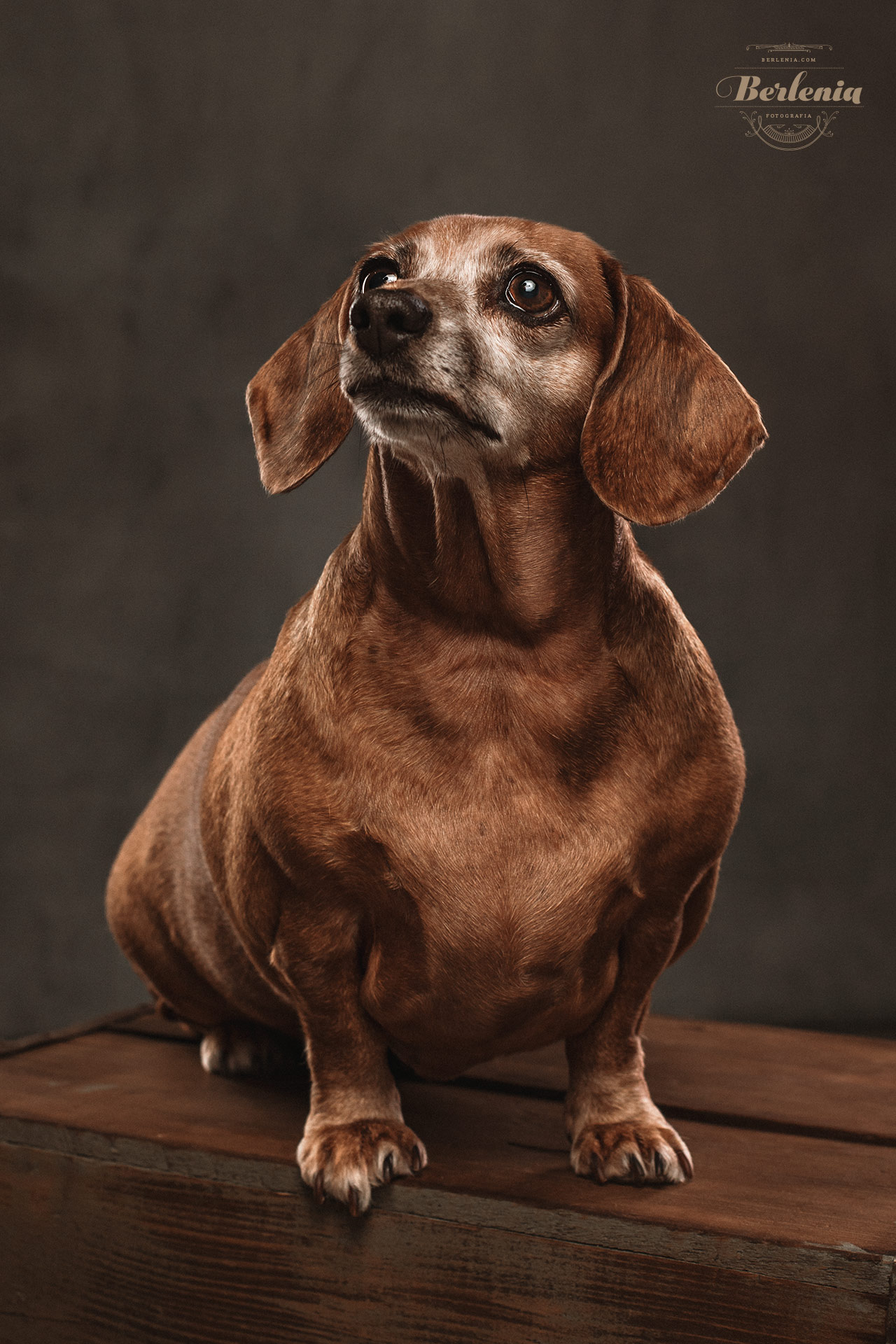 Sesión de fotos de perro salchicha - Fotografía de mascotas - Villa Urquiza, CABA, Buenos Aires, Argentina - Berlenia Fotografía - 02
