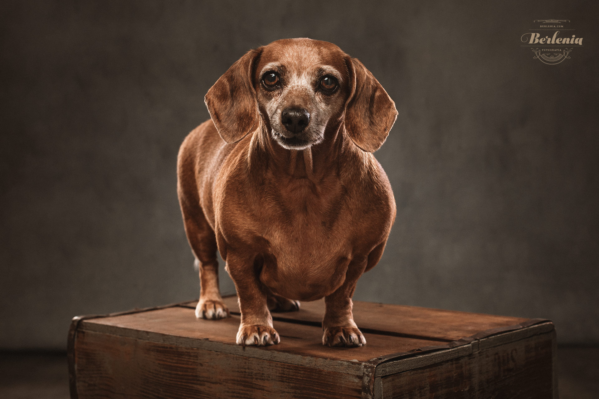 Sesión de fotos de perro salchicha - Fotografía de mascotas - Villa Urquiza, CABA, Buenos Aires, Argentina - Berlenia Fotografía - 03