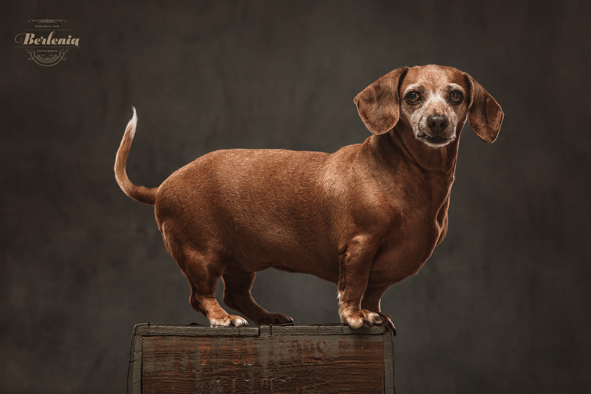 Sesión de fotos de perro salchicha - Fotografía de mascotas - Villa Urquiza, CABA, Buenos Aires, Argentina - Berlenia Fotografía - 04