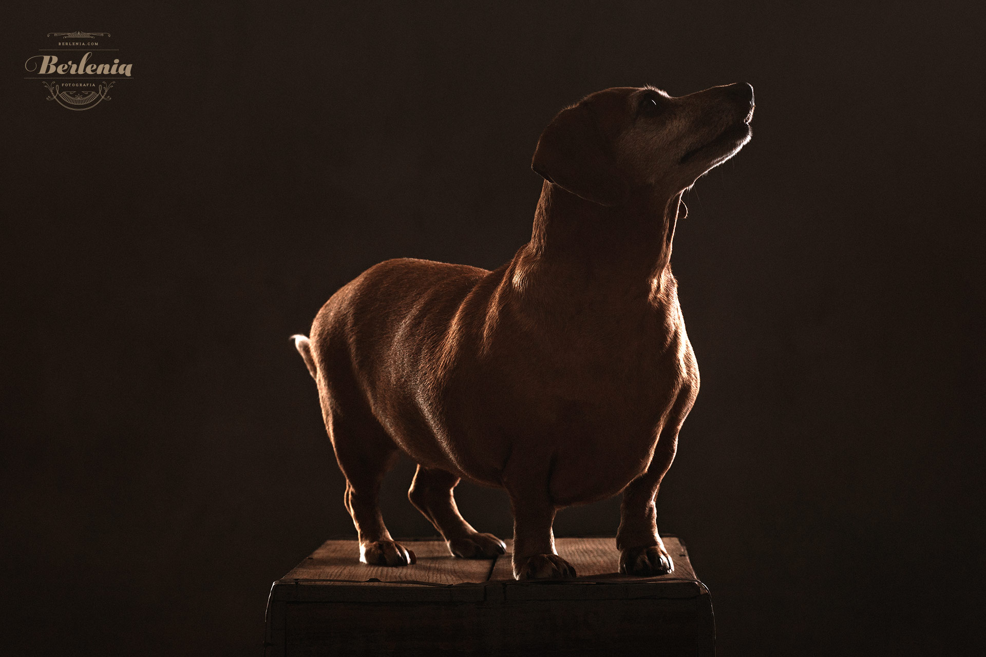 Sesión de fotos de perro salchicha - Fotografía de mascotas - Villa Urquiza, CABA, Buenos Aires, Argentina - Berlenia Fotografía - 05