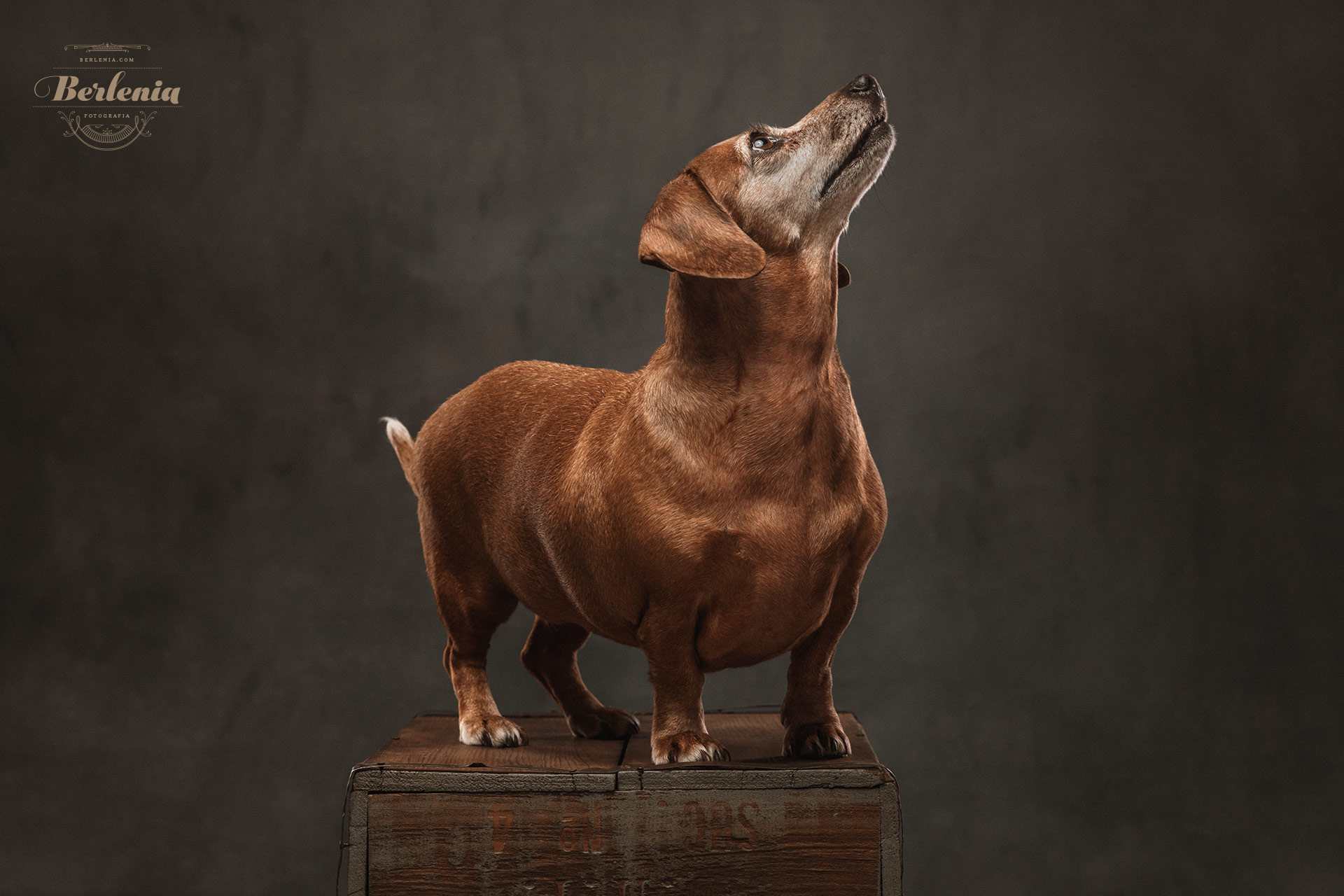 Sesión de fotos de perro salchicha - Fotografía de mascotas - Villa Urquiza, CABA, Buenos Aires, Argentina - Berlenia Fotografía - 06