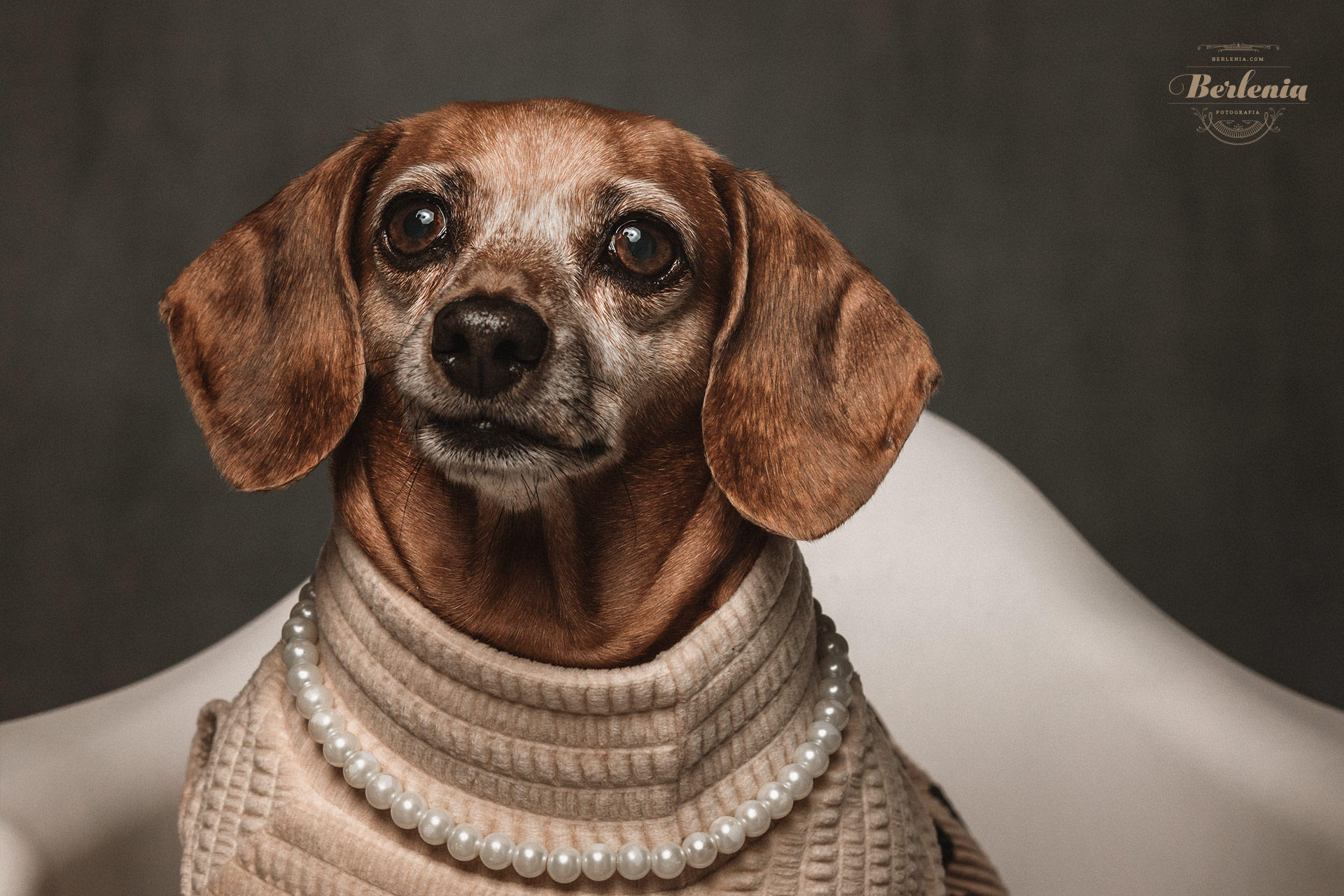 Sesión de fotos de perro salchicha - Fotografía de mascotas - Villa Urquiza, CABA, Buenos Aires, Argentina - Berlenia Fotografía - 08