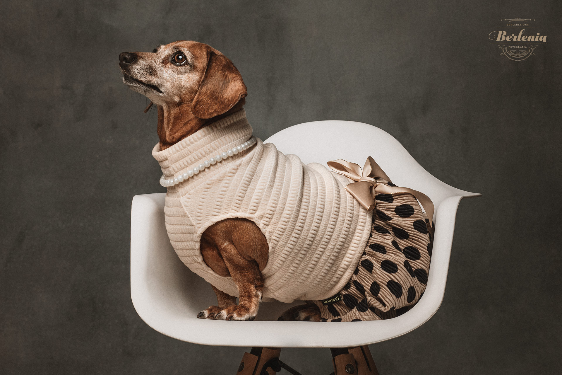 Sesión de fotos de perro salchicha - Fotografía de mascotas - Villa Urquiza, CABA, Buenos Aires, Argentina - Berlenia Fotografía - 09