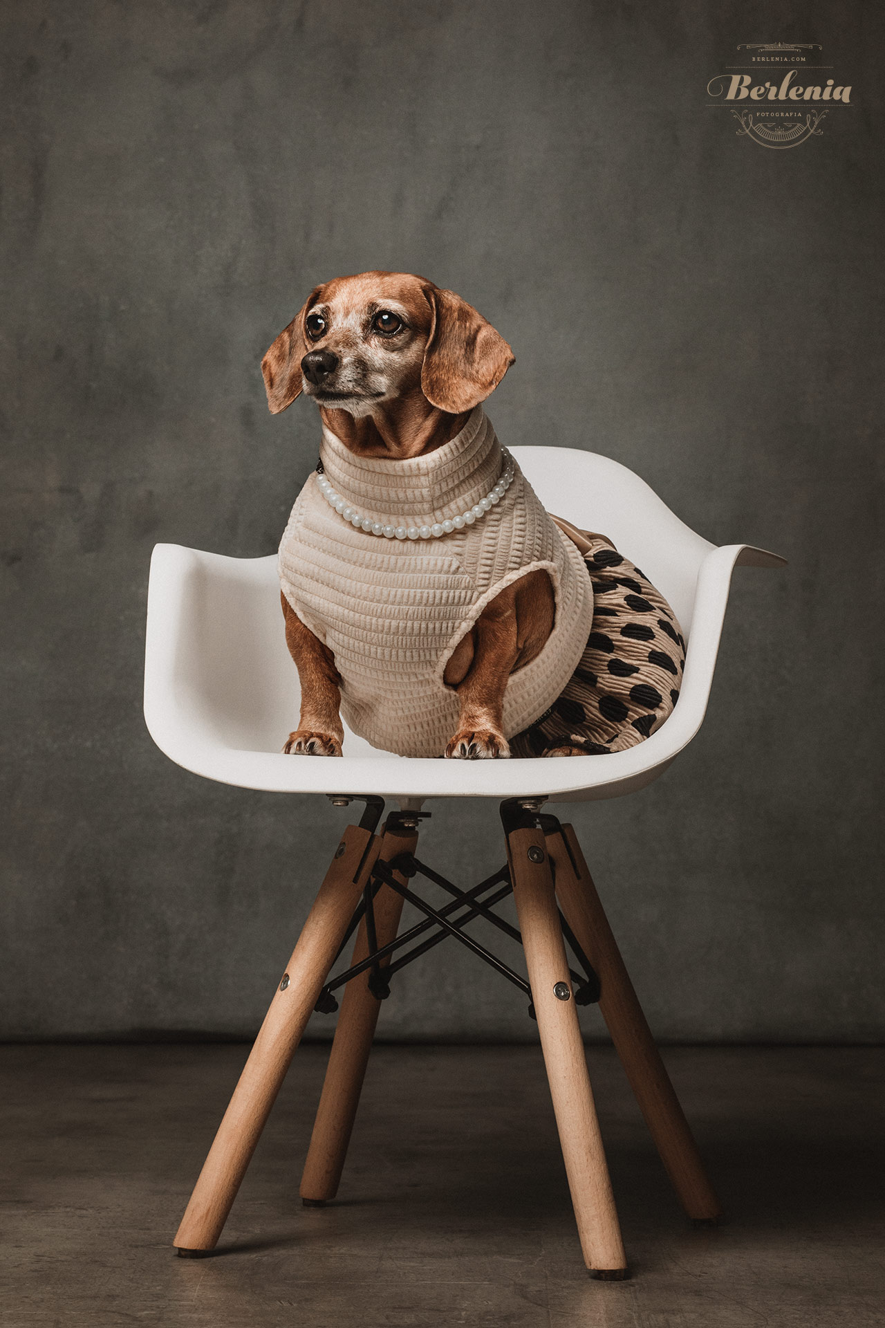 Sesión de fotos de perro salchicha - Fotografía de mascotas - Villa Urquiza, CABA, Buenos Aires, Argentina - Berlenia Fotografía - 10