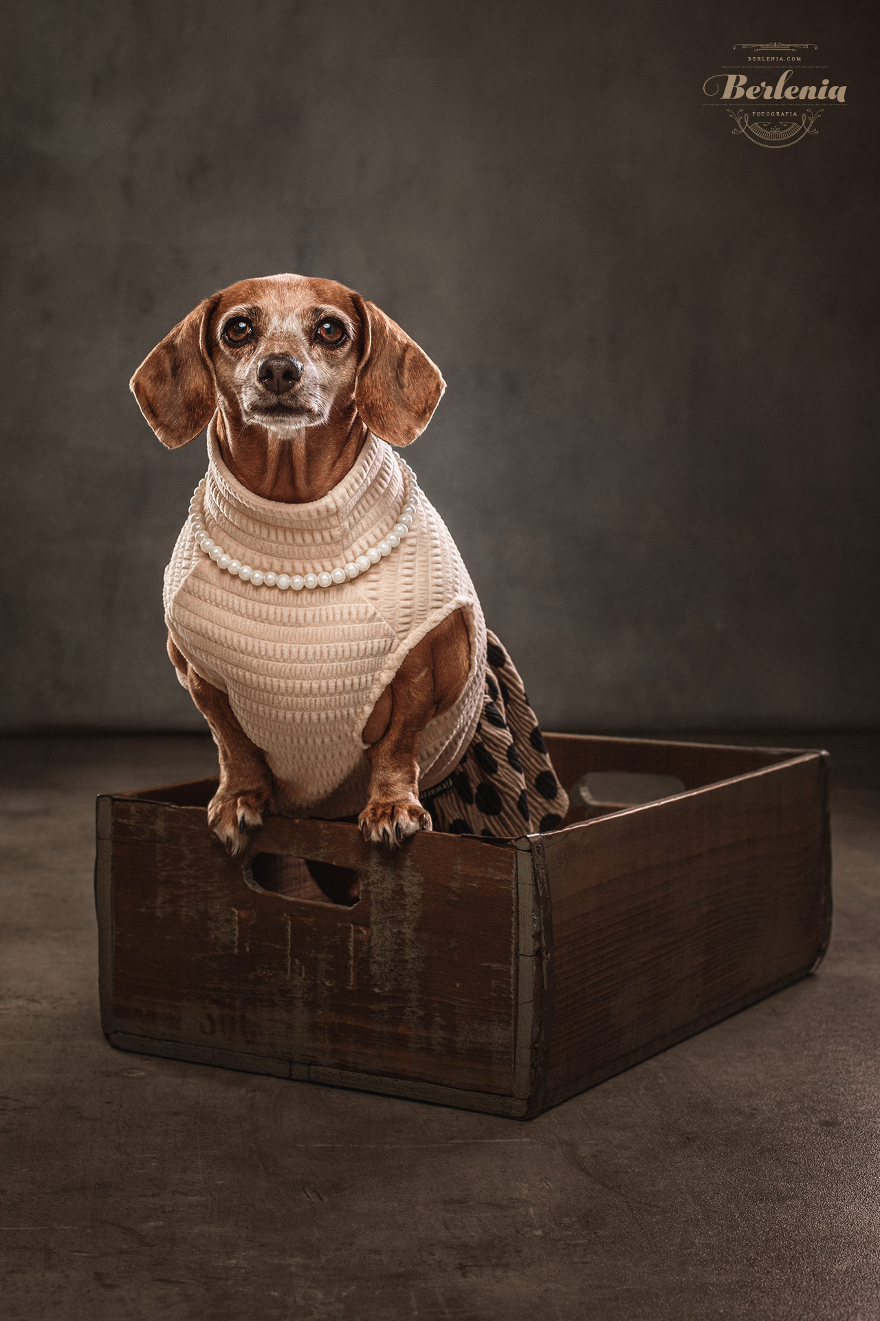 Sesión de fotos de perro salchicha - Fotografía de mascotas - Villa Urquiza, CABA, Buenos Aires, Argentina - Berlenia Fotografía - 11