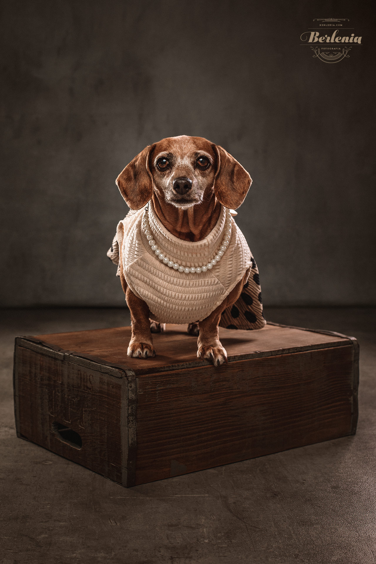 Sesión de fotos de perro salchicha - Fotografía de mascotas - Villa Urquiza, CABA, Buenos Aires, Argentina - Berlenia Fotografía - 12