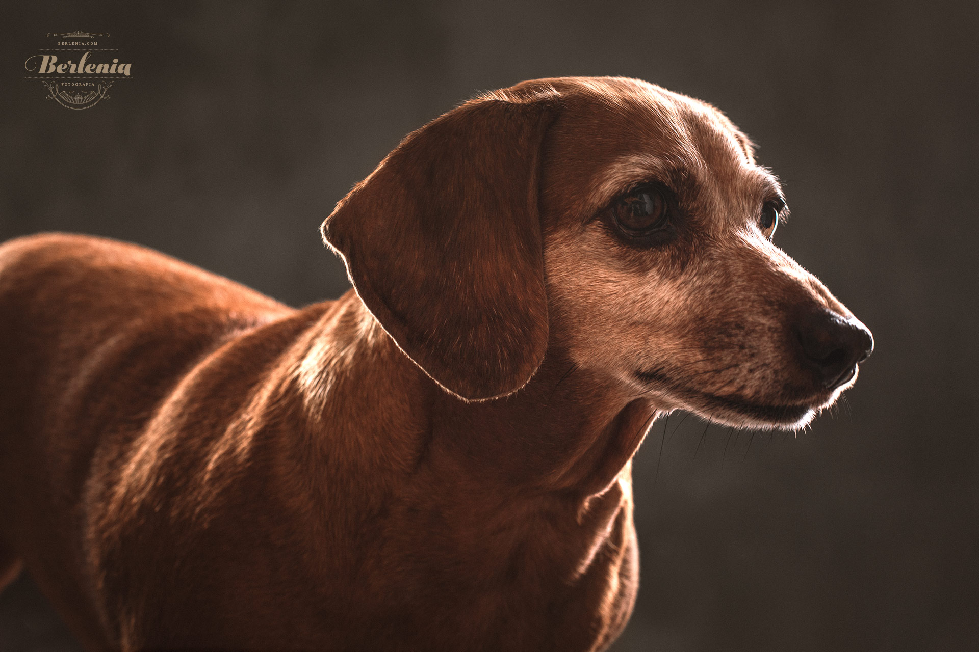 Sesión de fotos de perro salchicha - Fotografía de mascotas - Villa Urquiza, CABA, Buenos Aires, Argentina - Berlenia Fotografía - 13