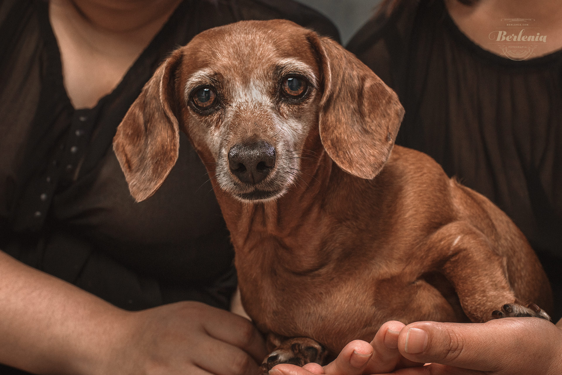 Sesión de fotos de perro salchicha - Fotografía de mascotas - Villa Urquiza, CABA, Buenos Aires, Argentina - Berlenia Fotografía - 15