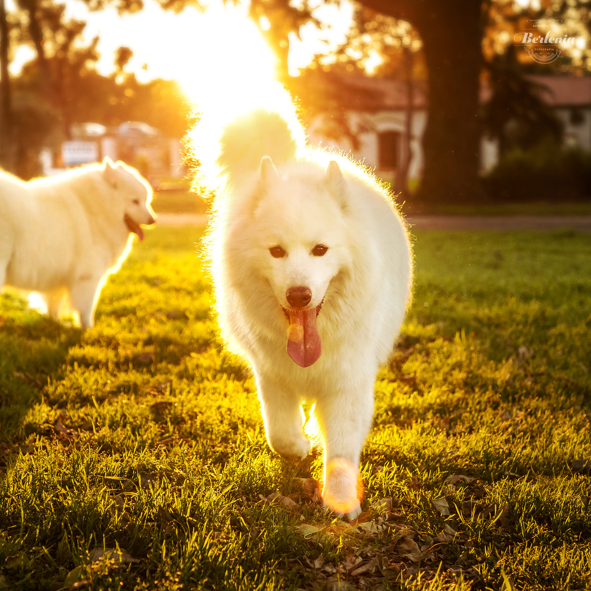 Sesión de fotos de perro samoyedo - Fotografía de mascotas - Villa Urquiza, CABA, Buenos Aires, Argentina - Berlenia Fotografía - 04