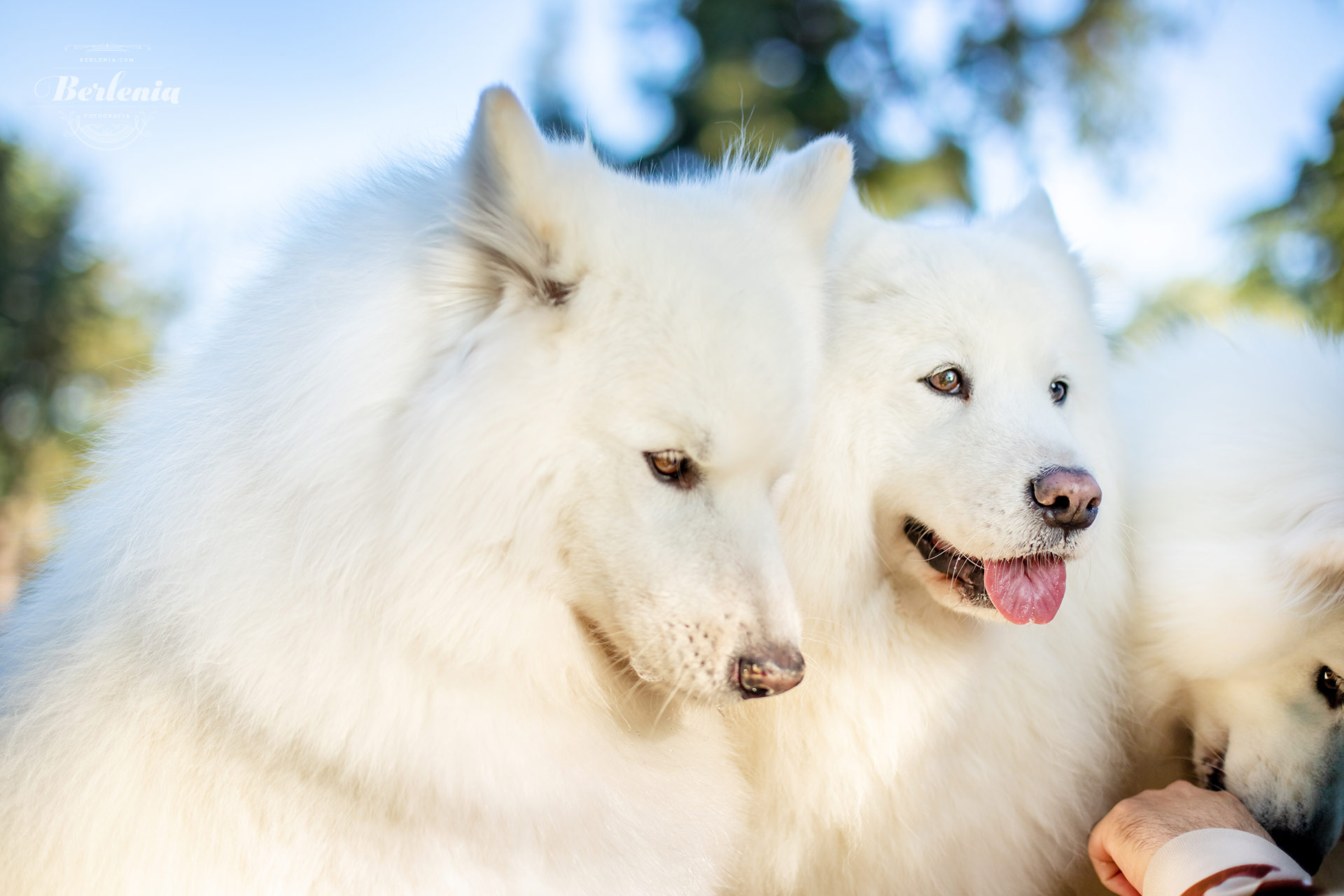 Sesión de fotos de perro samoyedo - Fotografía de mascotas - Villa Urquiza, CABA, Buenos Aires, Argentina - Berlenia Fotografía - 07