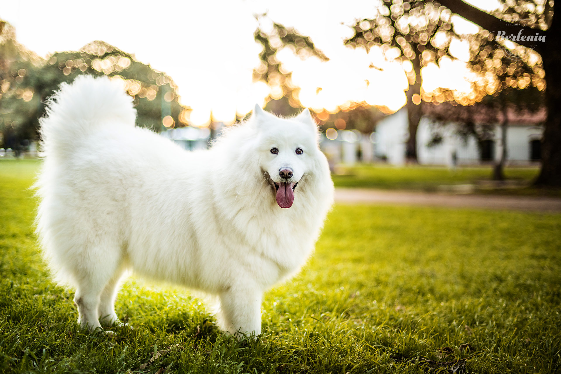 Sesión de fotos de perro samoyedo - Fotografía de mascotas - Villa Urquiza, CABA, Buenos Aires, Argentina - Berlenia Fotografía - 13