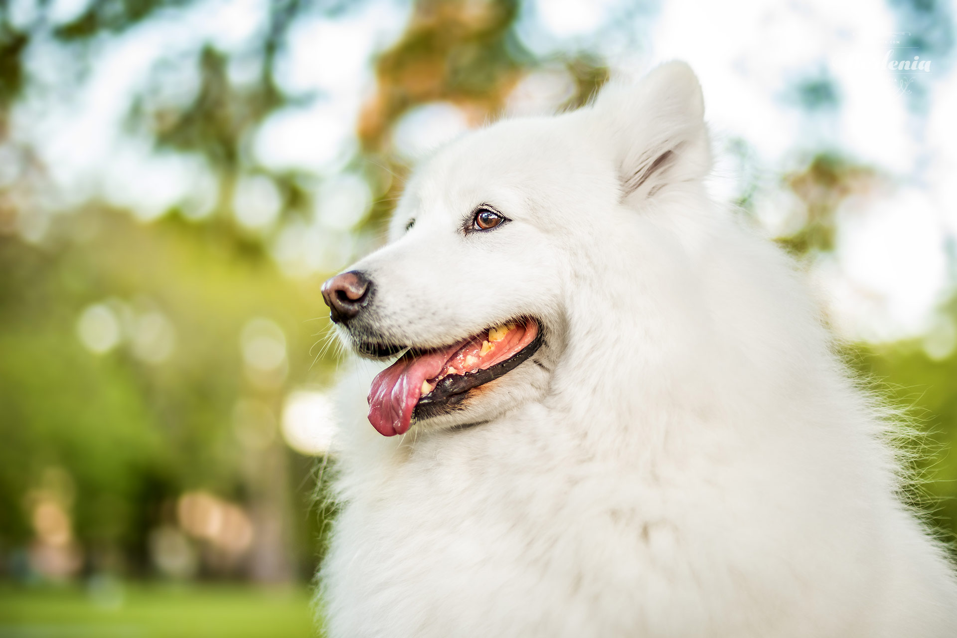 Sesión de fotos de perro samoyedo - Fotografía de mascotas - Villa Urquiza, CABA, Buenos Aires, Argentina - Berlenia Fotografía - 19